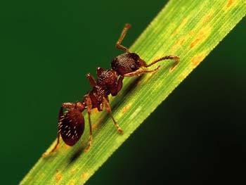 Ant Colony Optimization http://ananthu-howtonameit.blogspot.