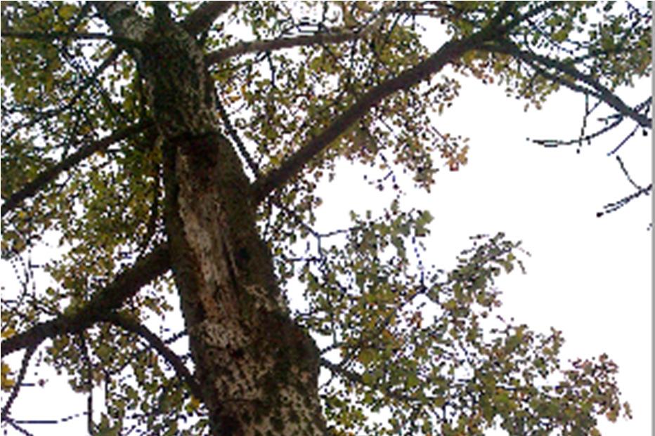 12: topol Populus nigra,
