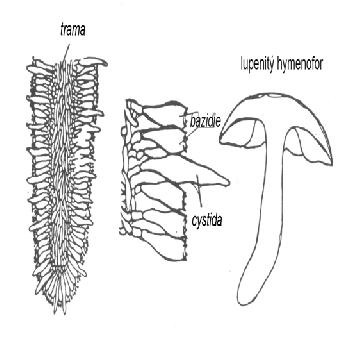 KRUSTOTHECIUM