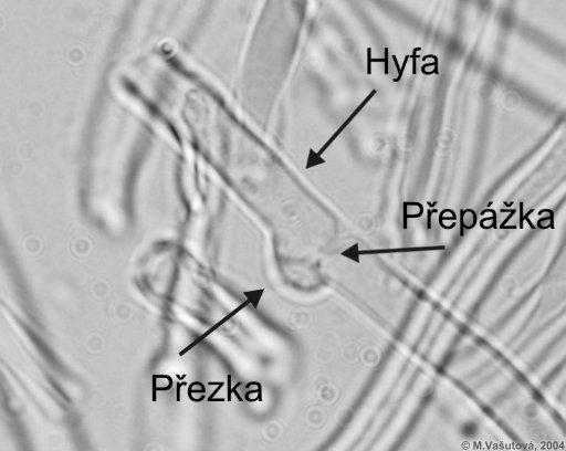 mycelium, přehrádkované, ve stěně přehrádek jsou dolipóry, na nichž jsou parentozómy (čepičky), růst mycelia pomocí přezek