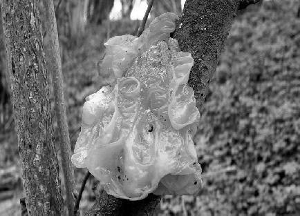 Tremella mesenterica Rosolovka