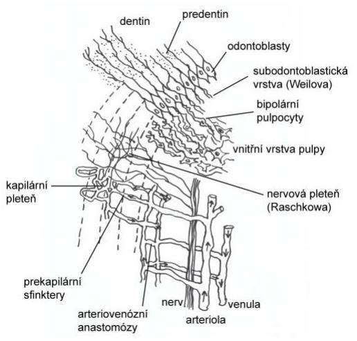 pojivová tkáň obsahuje více matrix než buněk extracelulární hmota retikulární vlákna a amorfní složka (proteoglykany) jsou zde uloženy odontoblasty voda (75 %) Dřeň organická složka (25 %) řídké