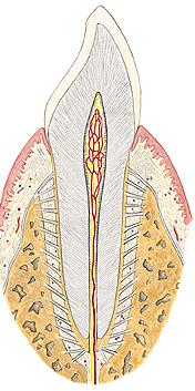 Parodont (periodontium) závěsná