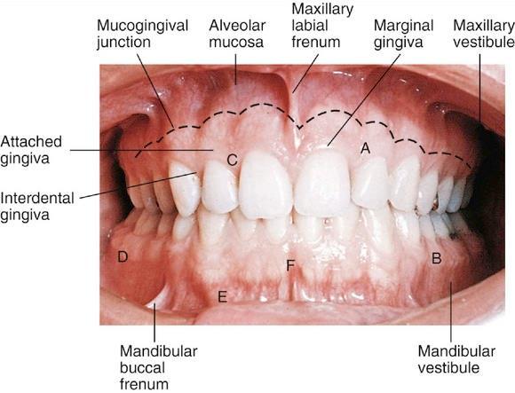 rýha (linea gingivae) Gingivodentální uzávěr - liquor gingivalis