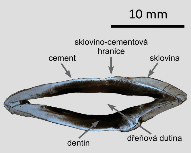 Stavba zubu Sklovina (email) enamelum (substantia adamantina)