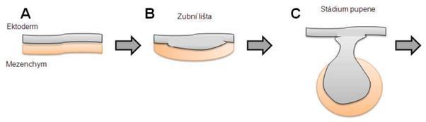 Vývoj zubů A) sklovina - z ektodermu zubovina a zubní dřeň - ektomezenchymu cement - z mezenchymu mezoderm b. neurální lišty B) 6.