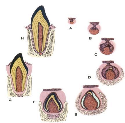 Vývoj zubů F) stadium apozice 5.