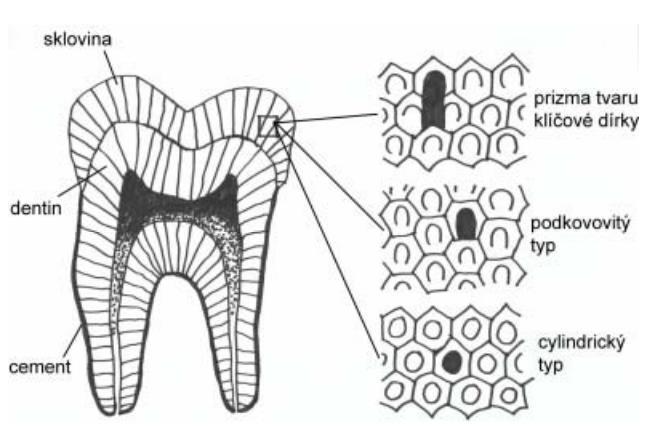 Sklovina Stavba Sklovinná prizmata o asi 100 spojených krystalů, od DS hranice až téměř k povrchu, průběh cirkulárně k dlouhé ose zubu, jinak kolmo na povrch, spíše vlnitý o celkem je jich 5 12 mil