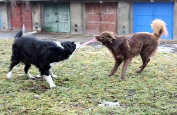 Majitelka border kolie jménem Anya Oderské Vrchy a křížence Cassidy se do sportování se psy zamilovala v době, kdy se uzdravovala z vážného úrazu.