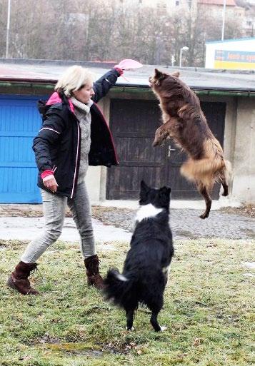 Ke kamarádovi se fenka už nedostala, zamilovala jsem se do ní a nechala si ji, vzpomíná s úsměvem. Border kolie ale není gaučový pes, a to si majitelka moc dobře uvědomovala.