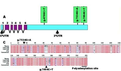 Zuckerových krys (Hulver et al., 2005, Voss et al., 2005). U přežvýkavců jsou mastné kyseliny přijaté potravou chemicky redukovány v bachoru mikroorganismy a vstřebávány jako nasycené mastné kyseliny.
