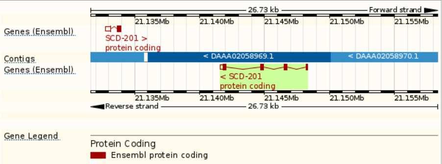 Podle nejnovějších poznatků se ale gen SCD1 skládá ze čtyř exonů (viz obr. 4) a polymorfismus C878T se nachází ve třetím exonu (NCBI, Gene ID: 280924, 2015).