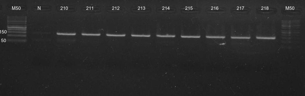5 VÝSLEDKY A DISKUZE 5.1 PCR Polymorfismus C878T genu SCD1 byl amplifikován pomocí metody PCR. Gen SCD1 se nachází na 26 chromozomu a skládá se ze čtyř exonů.