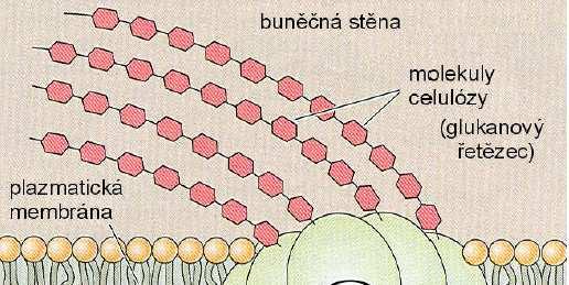 CELULSA Schéma biosyntézy celulosy jako hlavní