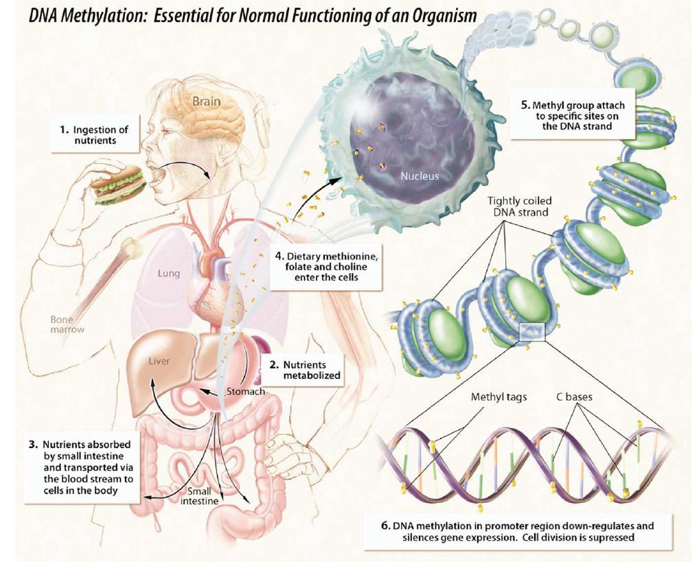 Ovlivnění metylace DNA složkami diety (methionin, folát, cholin) Metylace v promoční