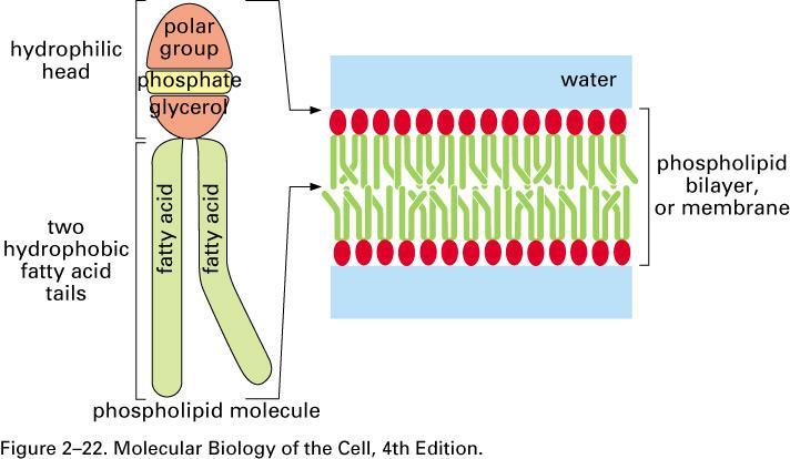 Struktura fosfolipidů a jejich