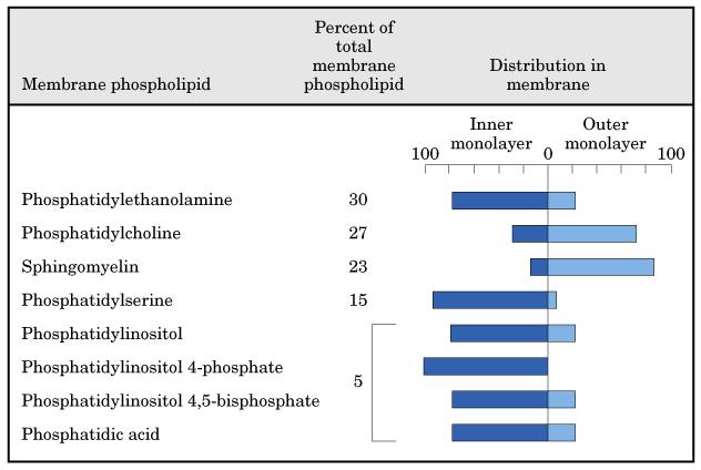 Distribuce různých typů fosfolipidů
