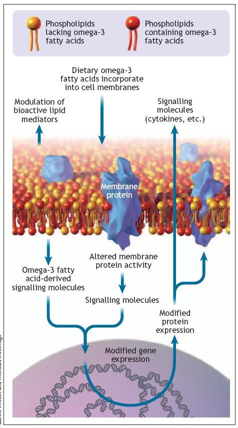Omega-3 VNMK jsou inkorporovány do fosfolipidové dvojvrstvy buněčných membrán.