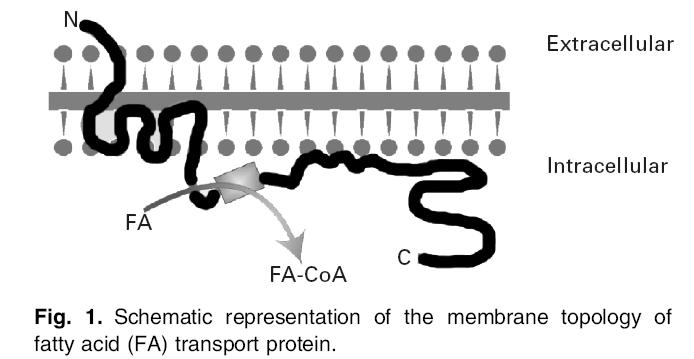 Translokáza mastných kyselin - FAT/CD36 (fatty acid translocase) Protein v plasmatické (mitochondriální?