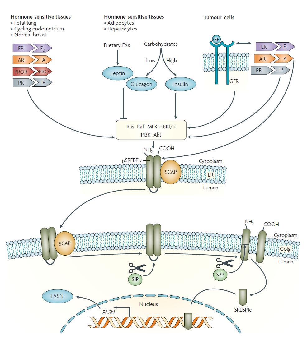 Modulace traskripčního faktoru SREBP1c (sterol regulatory element - binding protein) Souvislost s regulací FASN u normálních a nádorových buněk.