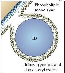 Akumulace lipidů v cytoplazmě vznik lipid droplets, lipid bodies akumulace lipidových kapének (lipid droplets) v cytoplazmě buněk (působení lipidových látek, indukce diferenciace a apoptózy )
