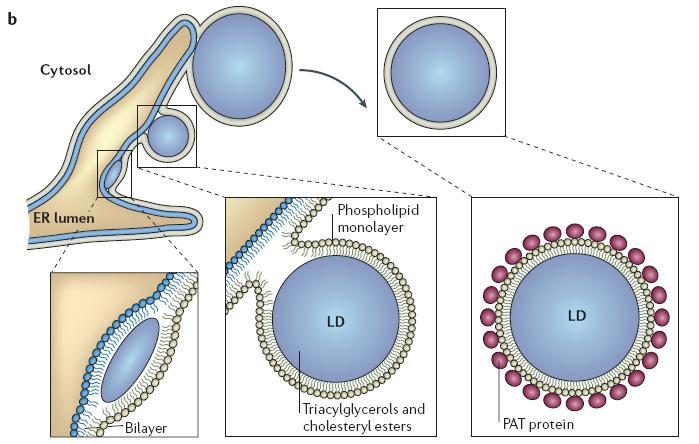 Tvorba lipidových kapének (LD) v endoplasmatickém retikulu Po