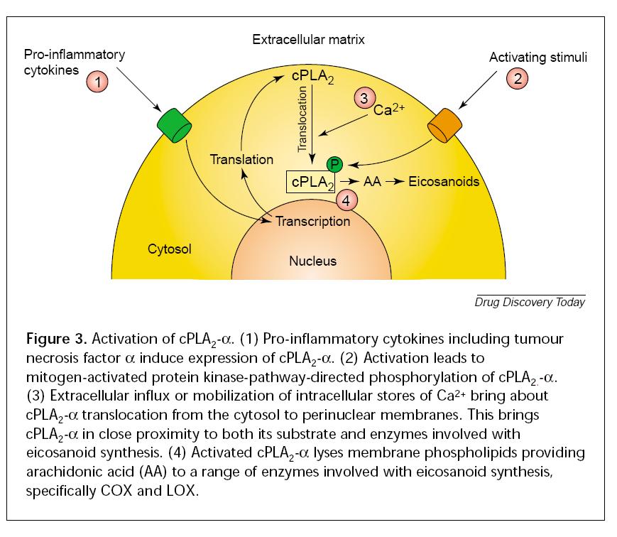 Aktivace cpla2 Prozánětlivé cytokiny indukují expresi cpla2. Následuje fosforylace zprostředkovaná MAP kinázami.