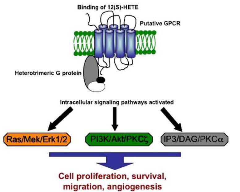 Signální dráhy aktivované 12(S)-HETE 12(S)-HETE se váže na receptory spojené s G-proteiny.