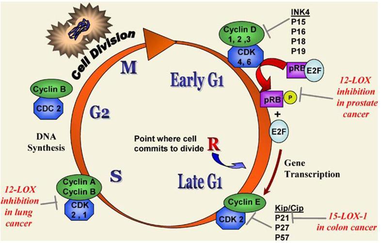 Metabolizmus LOX podporuje průchod buněk buněčným cyklem 12- a 15-LOX a jejich metabolity podporují průchod nádorových buněk buněčným