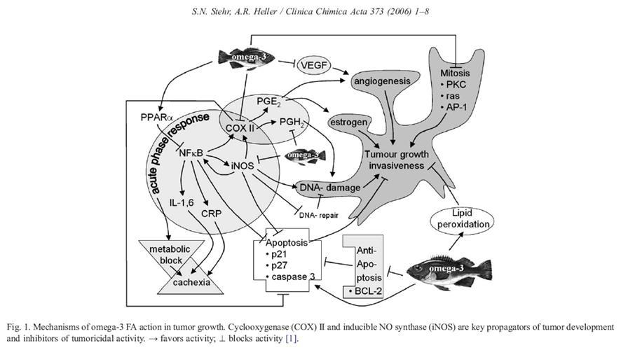 Účinky n-3 nenasycených mastných kyselin na růst nádoru COX-2 a i-nos jsou