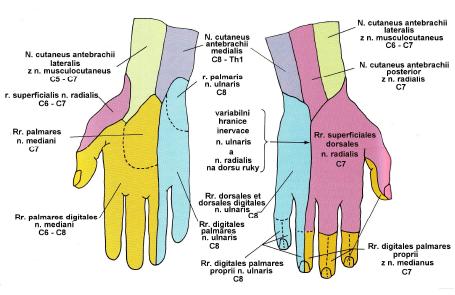 Obrázek 5: Kožní inervace ruky [8] Obrázek 6: Správná poloha pro