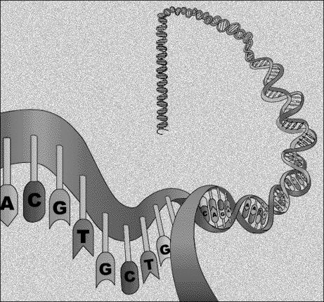 1.2 DNA struktura a vlastnosti V každé buňce lidského těla (existují výjimky) je v jádře uloženo 46 chromozomů, které jsou tvořeny lineární dvouřetězcovou molekulou DNA.