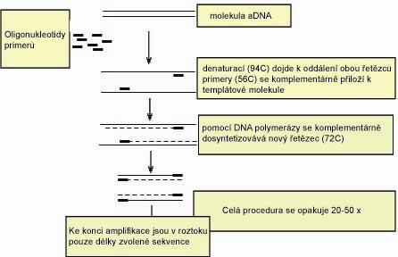 8.2 Princip PCR Principem průběhu exponenciálního množení zvoleného úseku řetězce DNA je cyklické opakování specifických tepelných a funkčních kroků (viz obrázek 3).