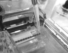 9.2 Elektroforéza v agarózovém gelu Horizontální agarózové gely jsou klasickým materiálem používaným při detekci rozdílů v délce fragmentů DNA.