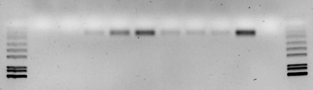 Výsledek analýzy jedinců ze sbírky Kriminalistického ústavu Ze vzorků všech pěti jedinců bylo cílem získat DNA, která v následné analýze měla určit pohlaví jedinců.