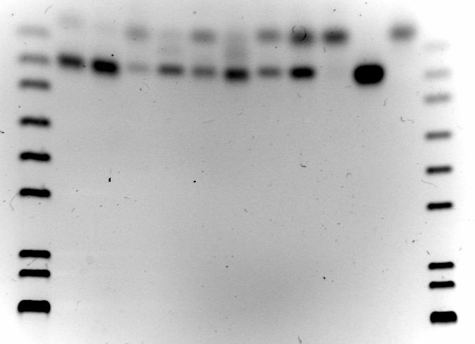 Obrázek 12 2% agaróza detekce bandů 80/83 bp marker 9788a 9788a 9775 9774 9788a 9788a 9782 9838 Ke K+ K marker příklad agarózového