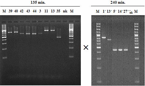 Obr. 14: Ukázka dělení fragmentů DNA v závislosti na čase. Dělení v 2% agarózovém gelu při konstantním napětí 65 V. Elektroforeogram vlevo: doba dělení 135 min.