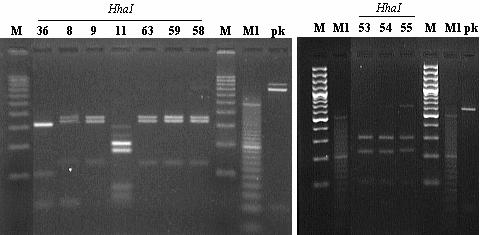 Tab. 6: Pokračování Rod Saccharomyces PO AP RF PO AP RF s49 880 380+350+140 s38 650 400+220 s56 880 380+350+140 s58 880 380+350+140 s59 880 380+350+140 s60 880 380+350+140 s61 880 380+350+140 s62 880