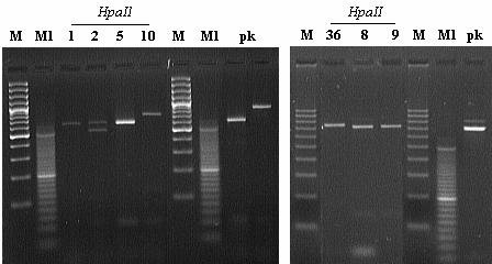DNA kvasinek rodu Rhodotorula byla buď neštěpena nebo štěpena na dva fragmenty jejichž velikost se pohybuje kolem 500 a 120 bp.