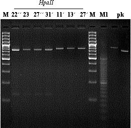 4.2.4.5 Enzym HpaII Tab. 17: Souhrnná tabulka velikosti výsledných fragmentů získaných štěpením PCR produktu restrikční endonukleázou HpaII. O Listy 1. den 3. den 5.