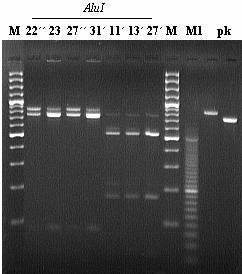 4.2.4.6 Enzym AluI Tab. 18: Souhrnná tabulka velikosti výsledných fragmentů získaných štěpením PCR produktu restrikční endonukleázou AluI. O Listy 1. den 3. den 5.