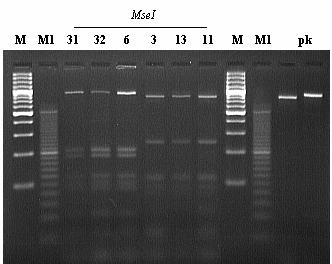 Obr. 33: Ukázka štěpení PCR produktu délky 880 bp (31,