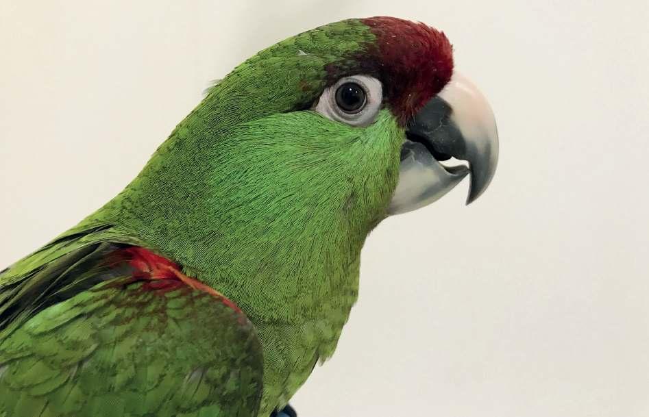 ÚSPĚŠNÝ ODCHOV ARARŮ ZELENÝCH Rhynchopsitta pachyrhyncha Text a foto: Márcia Weinzettl, Luboš Tomiška, Pau Puigcerver a Rafael Zamora Padrón, Loro Parque Fundación, Tenerife, Španělsko Loro Parque