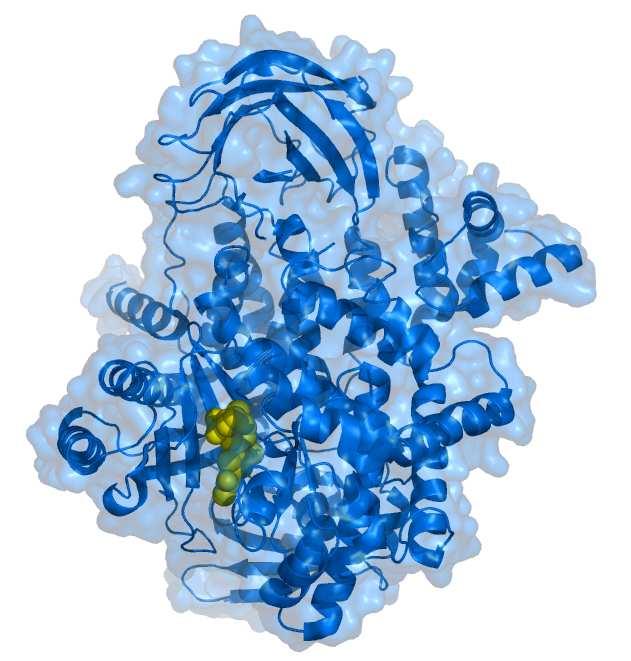 PI3K a PTEN Phosphatidylinositol 3-kinasa PI3K je složena z 85 kda regulační podjednotky a 110 kda