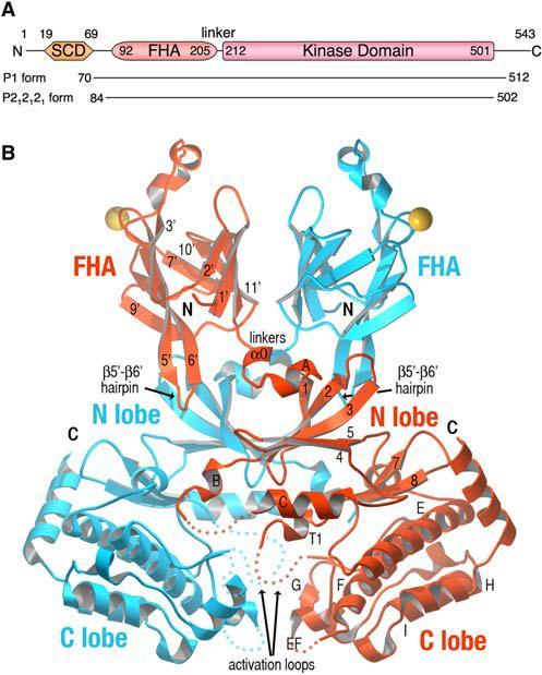 se v lidském genomu vyskytuje v podobě řady pseudogenů komplikujících genetická vyšetření. V dominantně exprimované sestřihové variantě CHEK2 A mrna obsahuje 15 exonů, z toho 14 kódujících.