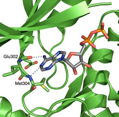 N-koncová doména je tvořena opakujícím se motivem párů serin - glutamin a threonin - glutamin (tzv. SQ/TQ cluster domain SCD).