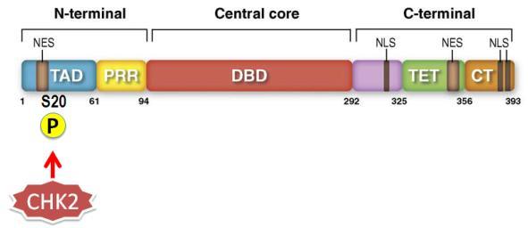 Aktivovaný Chk2 v odpovědi na poškození DNA fosforyluje Ser20 p53 (Obr. 8; Hirao et al. 2000; Chehab et al. 2000).
