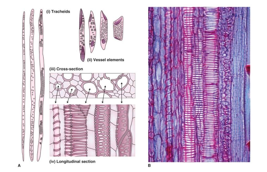 Ligniny směs fenylpropanoidů sekundární metabolity; častá součást sekundární buněčné stěny pevná a odolná stěna 15 Suberin podobný ligninu, hydrofóbní charakter; epidermální buňky stonků, korkových