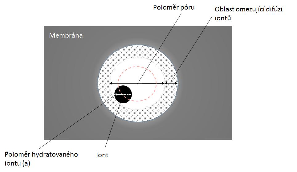 sledovaný pór má tvar jednoduchého válce a procházející molekuly mají sférický tvar (Obr. 13). Dále je založena na omezení difúze sledovaných molekul procházejících pórem. Obr.