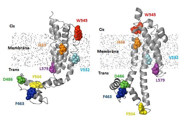 Obr. 32: Modely hypotetické struktury C-terminální domény kolicinu U v membráně vygenerované softwarem Rosetta membrane. Tyto dva modely byly náhodně vybrány.